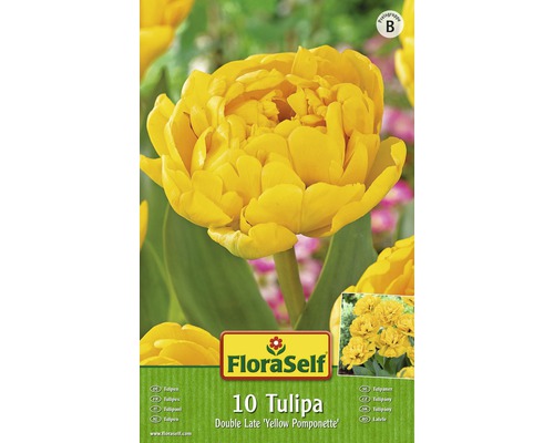 Bulb FloraSelf® lalea Double Early 'Yellow Pomponette' galben 10 buc-0