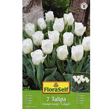 Bulb FloraSelf® lalea Triumph b order 'Calgary' alb 7 buc-thumb-0