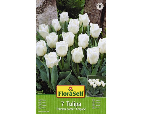 Bulb FloraSelf® lalea Triumph b order 'Calgary' alb 7 buc-0