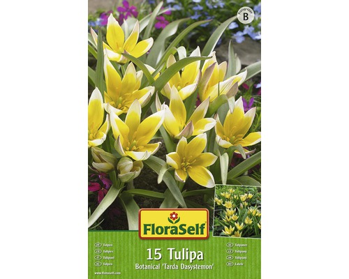 Bulb FloraSelf® lalea Botanica 'Tarda Dasystemon' galben-alb 15 buc-0