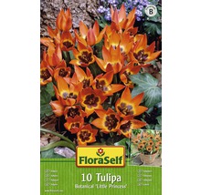Bulb FloraSelf® lalea Botanica 'Pulchella Little Princess' lila 10 buc-thumb-0