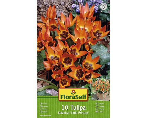 Bulb FloraSelf® lalea Botanica 'Pulchella Little Princess' lila 10 buc-0