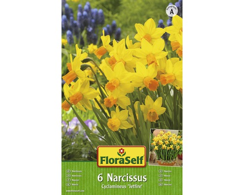 Bulbi FloraSelf® narcise Cylclamineus 'Jetfire' galben-portocaliu 6 buc-0