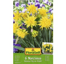 Bulbi FloraSelf® narcise Botanica 'Rip van Winkle' galben 5 buc-thumb-0