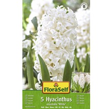 Bulb FloraSelf® zambile 'Orientalis' alb 5 buc-thumb-0