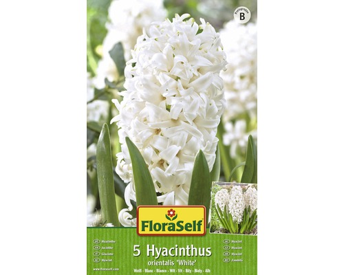Bulb FloraSelf® zambile 'Orientalis' alb 5 buc-0