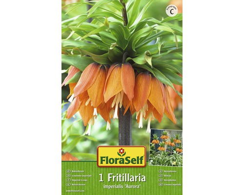 Bulb FloraSelf® coroană imperială 'Aurora' portocaliu 1 buc-0