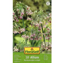 Bulb FloraSelf® arpagic decorativ 'Siculum' roşu-verde 10 buc-thumb-0