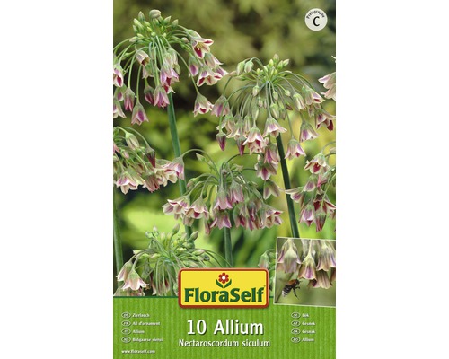 Bulb FloraSelf® arpagic decorativ 'Siculum' roşu-verde 10 buc-0