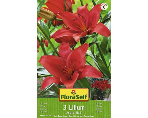 Bulb FloraSelf® crin 'Asiatic Red' roșu 3 buc-0