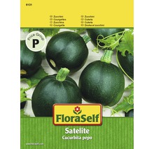 FloraSelf semințe de dovlecei verzi" Satelite"-thumb-0