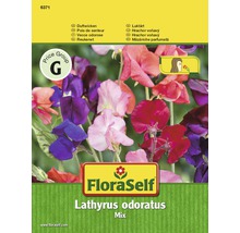 FloraSelf mix seminţe de flori Lathyrus (măzăriche parfumată)-thumb-0