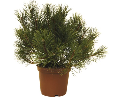 Jneapănul FloraSelf Pinus mugo H 15-20 cm 3 L