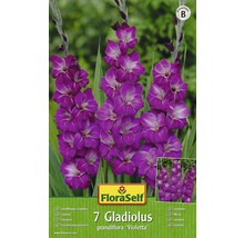 Bulb FloraSelf® gladiolă, 'Violetta', lila, 7 buc-thumb-0