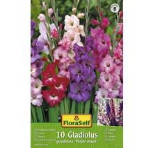 Bulbi FloraSelf® gladiole, amestec purpuriu roz, 10 buc-thumb-0