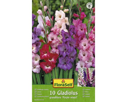 Bulbi FloraSelf® gladiole, amestec purpuriu roz, 10 buc-0