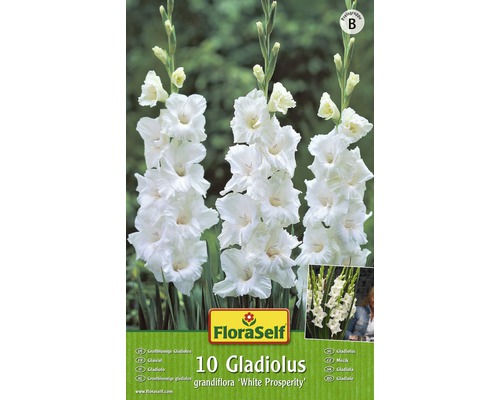 Bulb FloraSelf® gladiolă, 'White Prosperity', albe, 10 buc-0