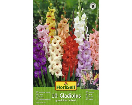 Bulb FloraSelf®, amestec de gladiole, 10 buc-0