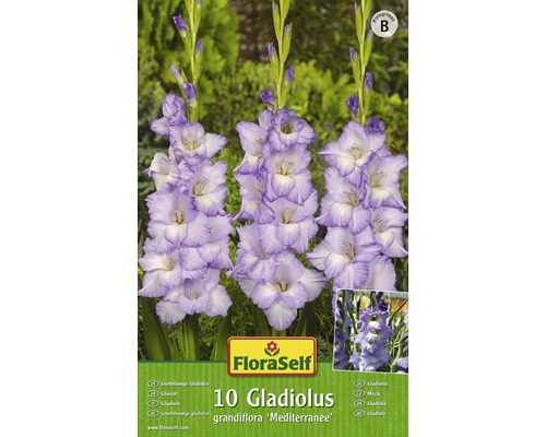 Bulb FloraSelf® gladiolă, 'Blue Frost', albastră, 10 buc-0