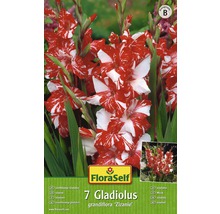 Bulb FloraSelf® gladiolă, 'Zizanie', roșie, 7 buc-thumb-0