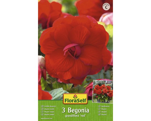 Bulb FloraSelf® begonie, Grandiflora, roșie, 3 buc-0