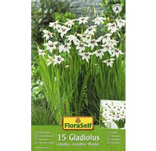 Bulb FloraSelf® gladiolă, albe, 15 buc-thumb-0