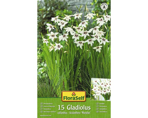 Bulb FloraSelf® gladiolă, albe, 15 buc-0