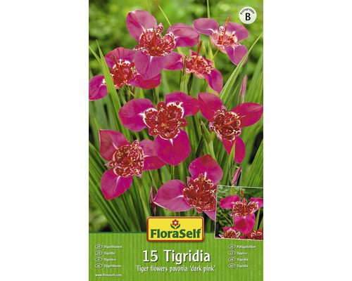 Bulb FloraSelf®, Tigridia, roz, 15 buc-0