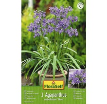 Bulb FloraSelf® Agapanthus, albastru, 1 buc-thumb-0