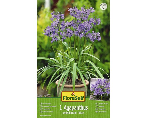 Bulb FloraSelf® Agapanthus, albastru, 1 buc-0