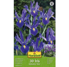 Bulb FloraSelf® iris, albastru, 30 buc-thumb-0