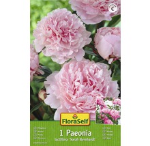 Bulb FloraSelf® Paeonia, 'Sarah Bernhardt', roz, 1 buc-thumb-0