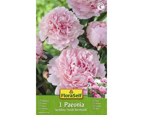 Bulb FloraSelf® Paeonia, ‘Sarah Bernhardt‘, roz, 1 buc