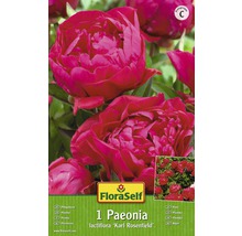 Bulb FloraSelf® Paeonia, 'Karl Rosenfeld', roșu, 1 buc-thumb-0