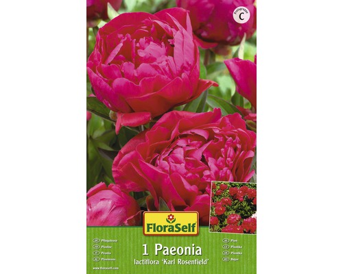 Bulb FloraSelf® Paeonia, ‘Karl Rosenfeld‘, roșu, 1 buc