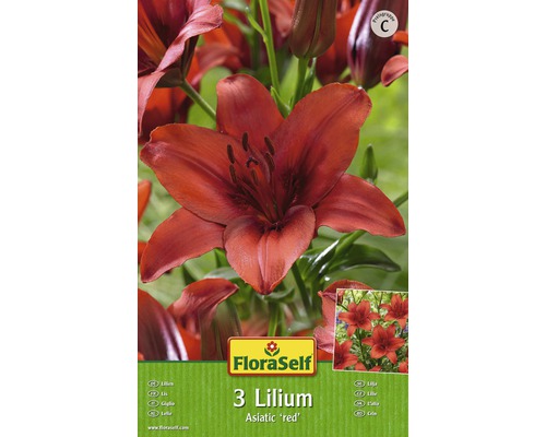 Bulb FloraSelf® crin asiatic, roșu, 3 buc-0