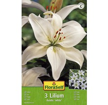 Bulb FloraSelf® crin asiatic, alb, 3 buc-thumb-0