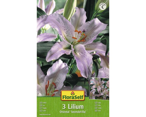 Bulb FloraSelf® crin oriental, lila, 3 buc-0