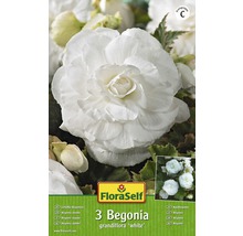Bulb FloraSelf® begonie, Grandiflora, albă, 3 buc-thumb-0