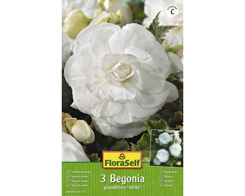 Bulb FloraSelf® begonie, Grandiflora, albă, 3 buc-0
