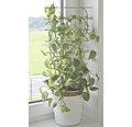 Suport pentru plante FloraSelf® 34 x H 77 cm, argintiu