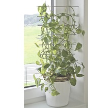 Suport pentru plante FloraSelf® 34 x H 77 cm, argintiu-thumb-0