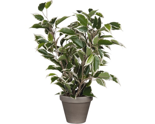 Plantă artificială, Ficus natasja, mix nuanțe verde-0