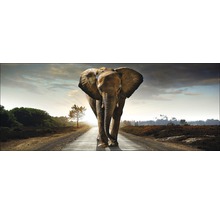 Tablou sticlă Elephant 50x125 cm-thumb-0