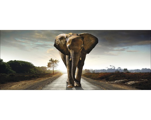 Tablou sticlă Elephant 50x125 cm-0