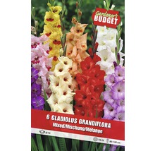Bulbi Gladiole 'Grandiflora' amestec-thumb-0