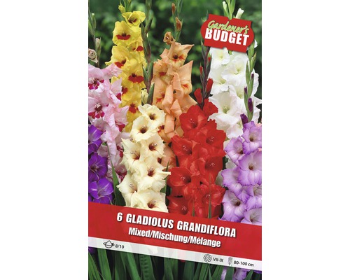 Bulbi Gladiole 'Grandiflora' amestec-0