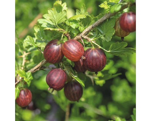 Agrișe FloraSelf Ribes uva-crispa 'Hinnomäki' roșu, h 40-60 cm, Co 3 l