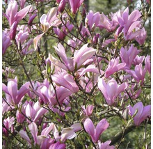 Magnolia, H 50-60 cm, container 5 L-thumb-0