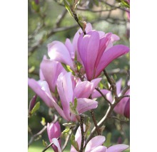 Magnolia, H 50-60 cm, container 5 L-thumb-1